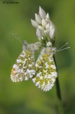 Orange Tips 090510_4